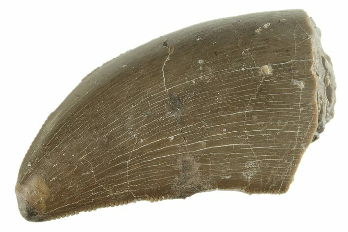 Serrated Dinosaur (Allosaurus) Tooth - Colorado #269857